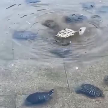 Friends to the rescue