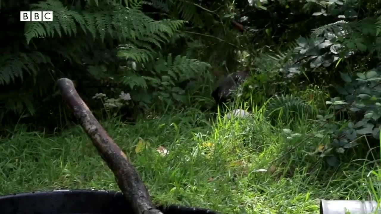 Reintroducing The Elusive Otter | Wild Rescue | BBC Earth