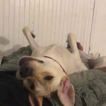 Puppy Wants Attention