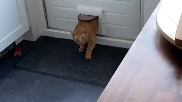 Cute and Funny Cat Videos Compilation - PART 40
