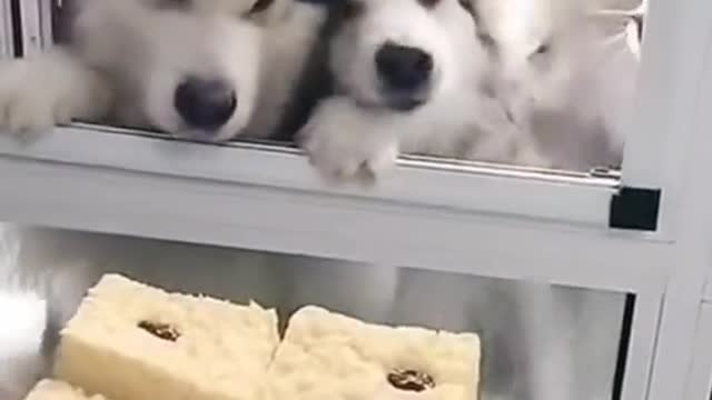 Husky loves cake😋😋😋