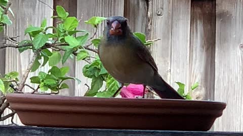 # Back Yard Birds Hawai’i New Female N. Cardinal