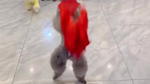 Funny#dance#pets