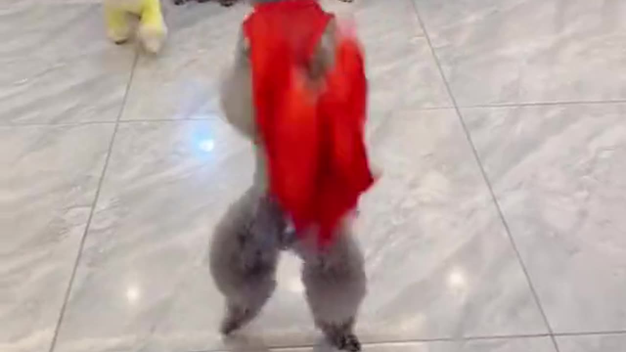 Funny#dance#pets