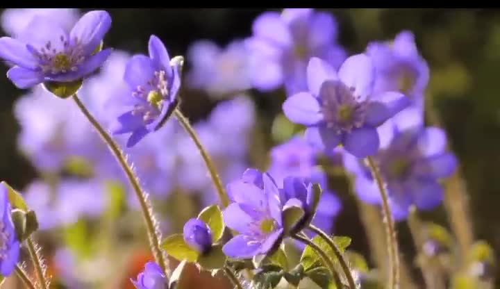 Nature beauty flower blooms