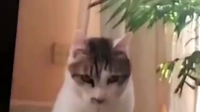 Cat dancing like a striper