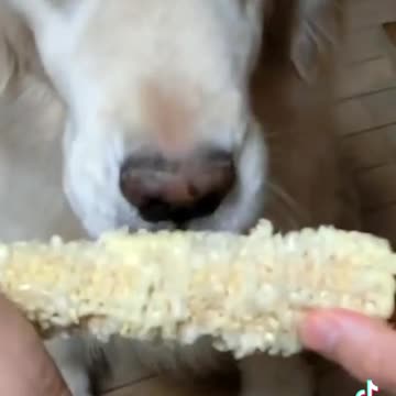 The hold this song has on our brains right now 🌽💫🔮