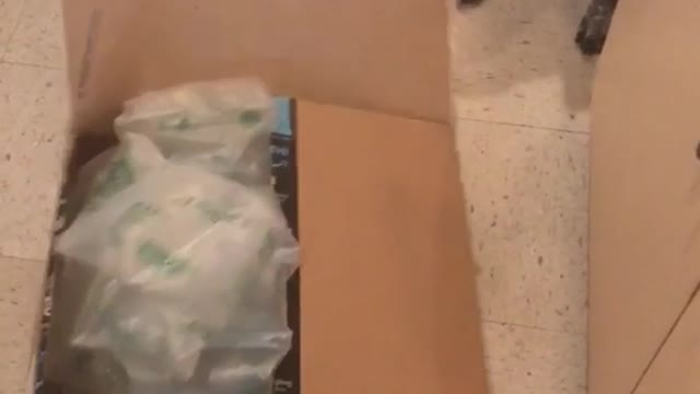 Brown dog plays with open cardboard box