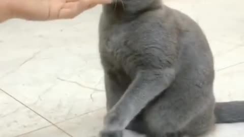 Funny 😂cat video...