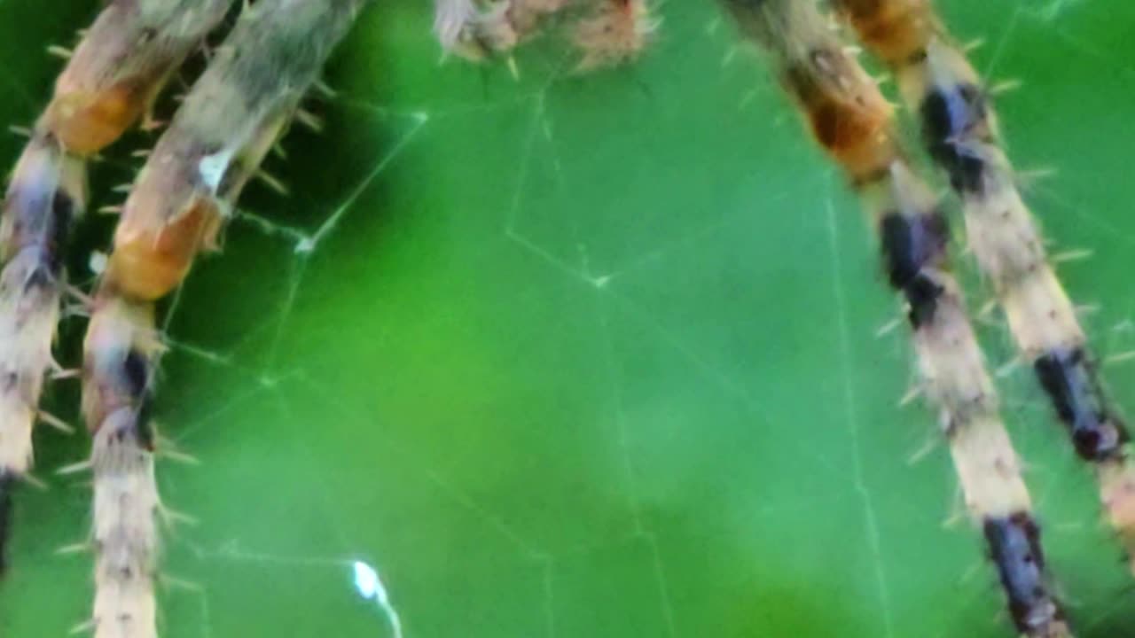 Close-up of a spider / a beautiful animal in a web.