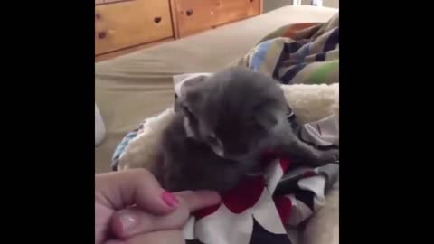 Crazy crazy animals