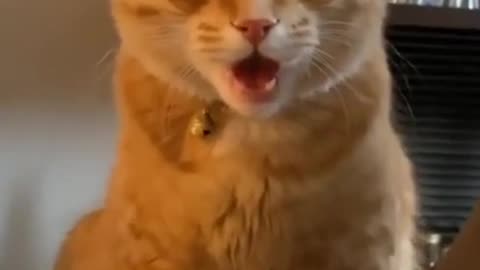 Cat funny video and amazing video.