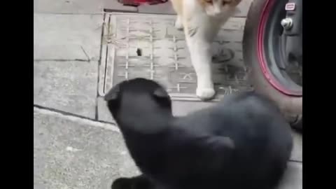 Fanny cats video