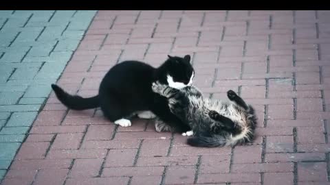 Cute cats fighting for king