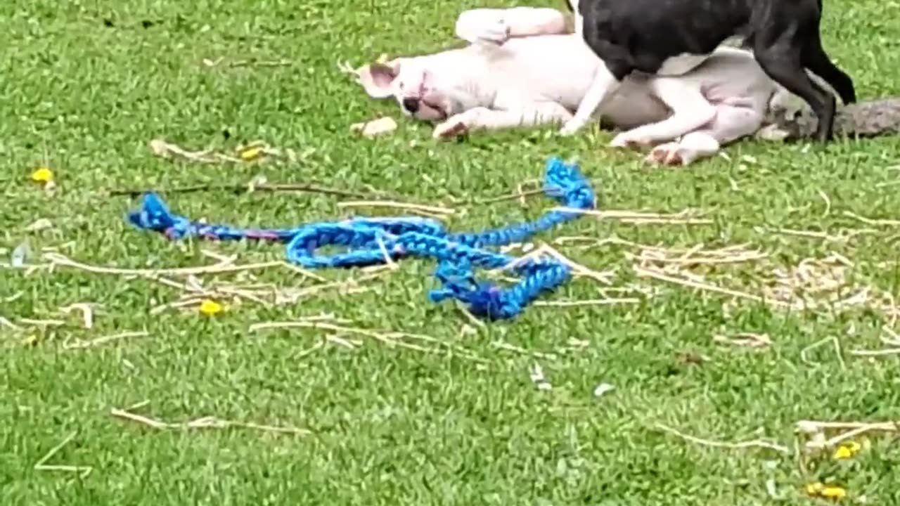 Baby Harvey playing with is Boston Terrier friend.