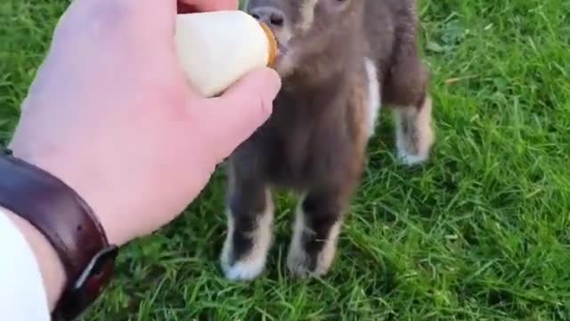 Its time for drinking milk for little Goat