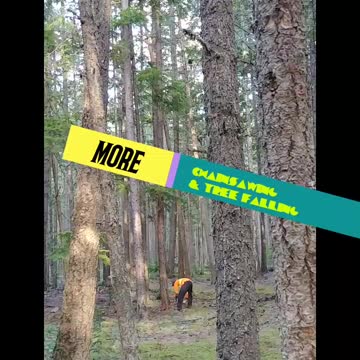 More, Chainsawing and Tree Falling