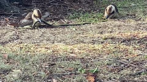 Kookaburras Try to Decide Who Gets the Snake