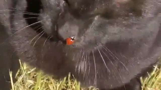 Ladybug Climbs onto Cat