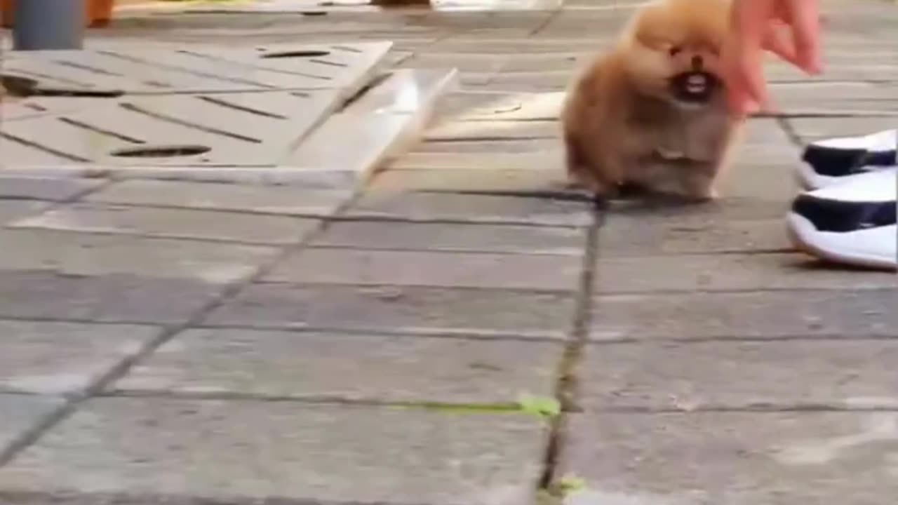 Cute Puppies and dogs- Adorable videos