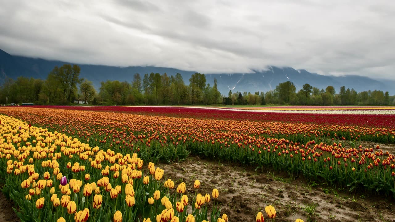 " Promise Kept: A Heartwarming Love Story at a Flower Farm"