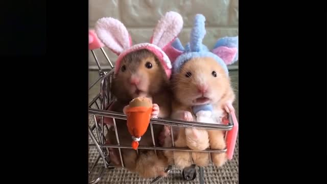 Very funny animal video compilation