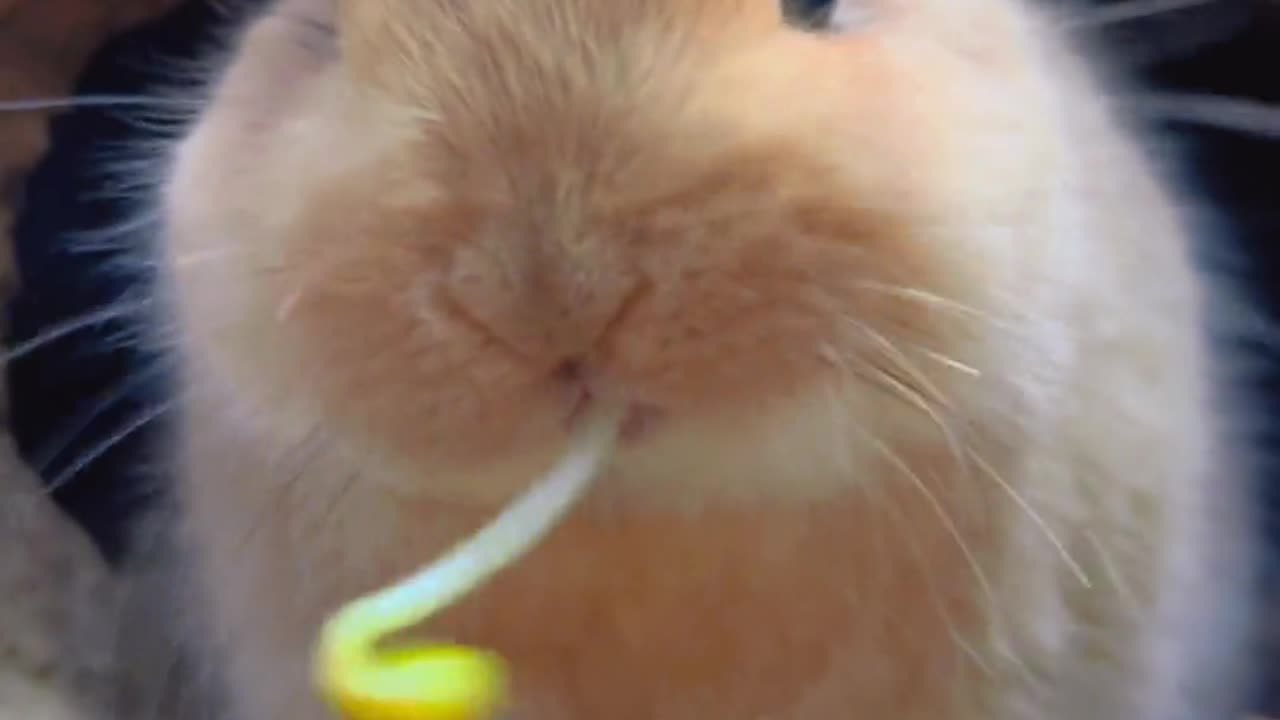 The sound of the little bunny eating bean sprouts is so soothing.