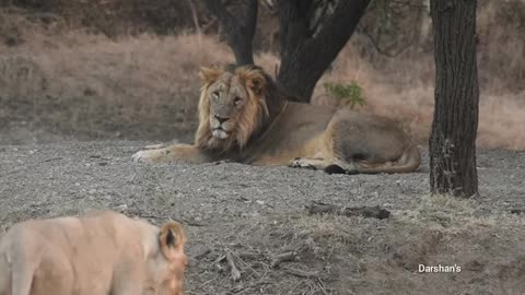 Happy lion family