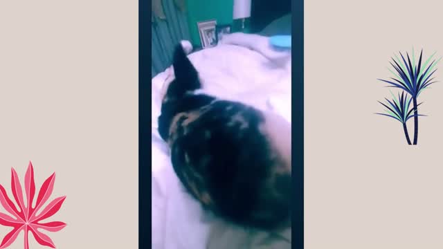 cats making fun