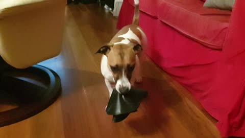 "Jack Russell vs Swimming Cap"