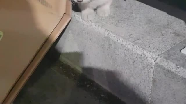 A lost, blind kitten.