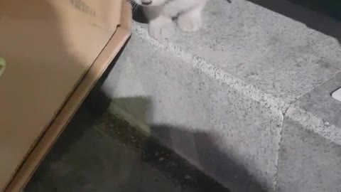 A lost, blind kitten.