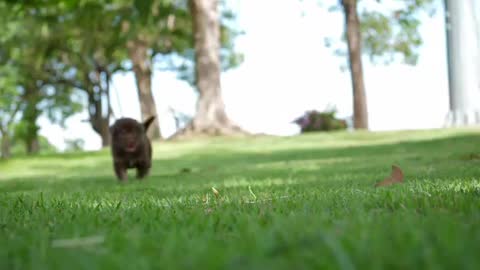 Puppy playing in the park