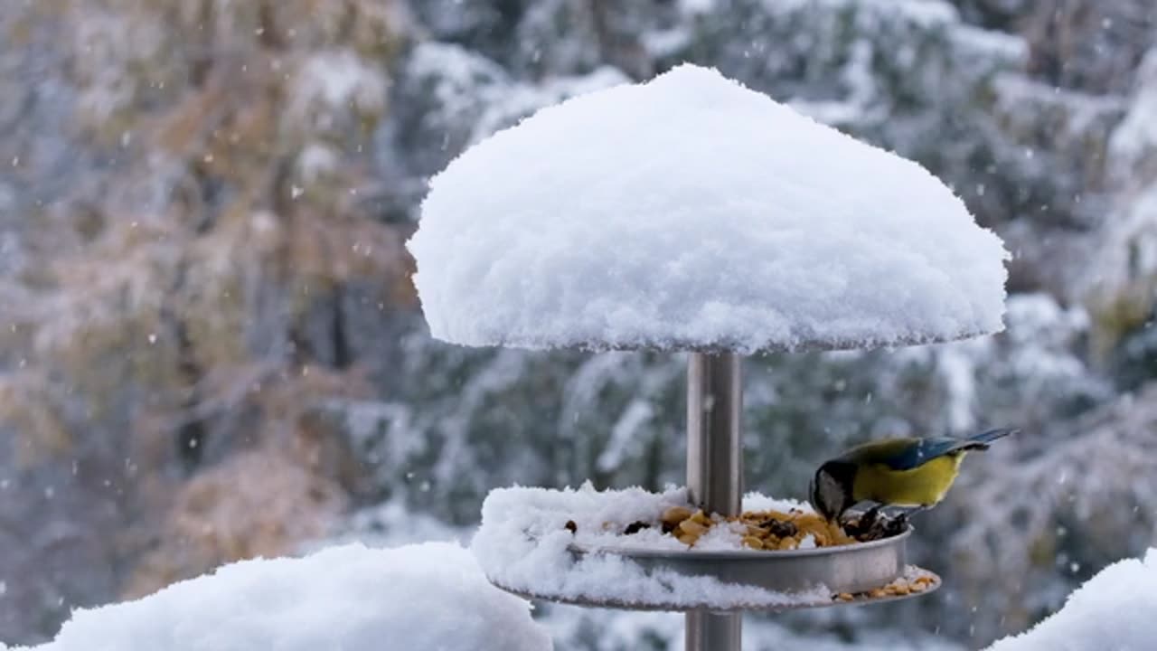 Birds Taking food on Snow time