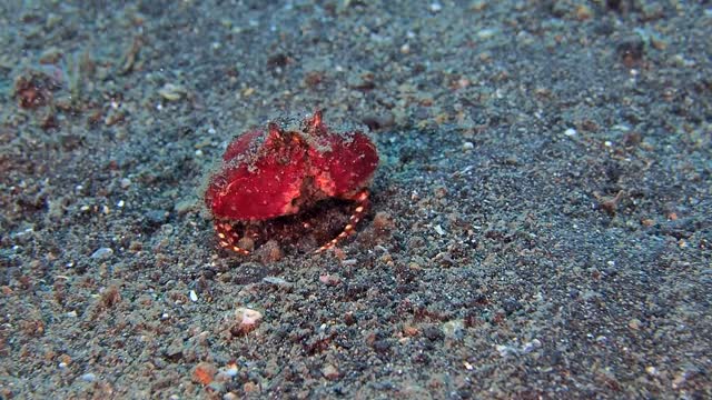 Box Crab Opens Arms