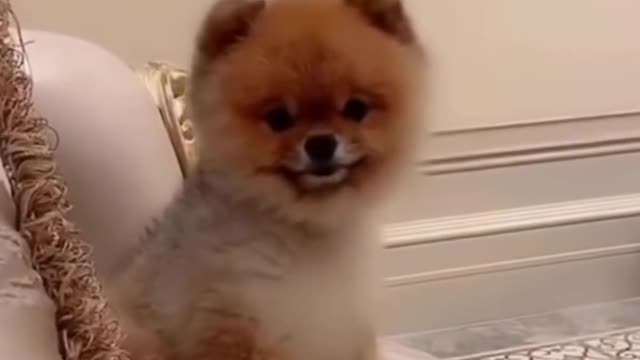 comedy Animal video 2022#funny video 2022 #dog#cat