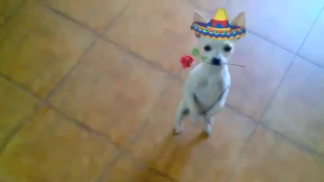 Chihuahua Love Dance