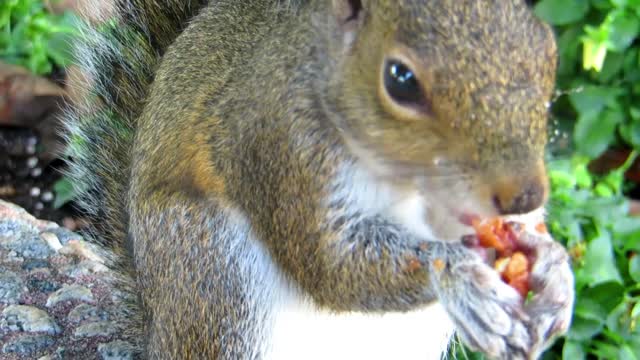 How a squirrel eats