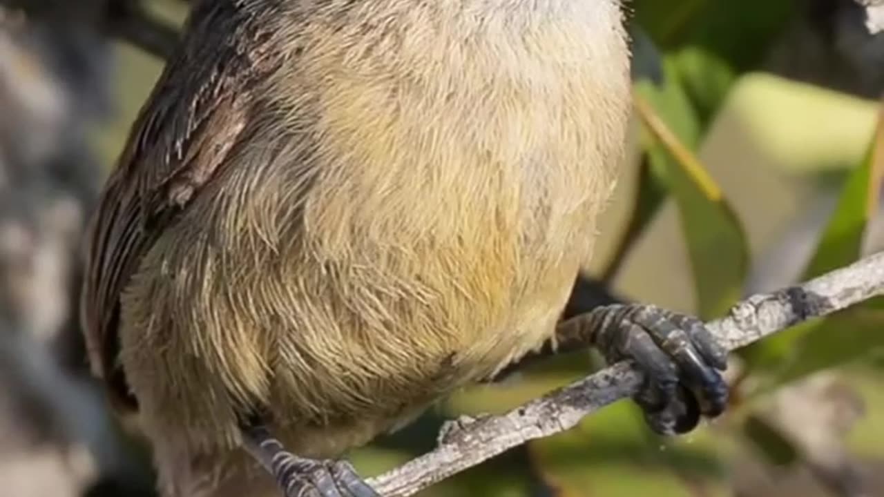 Very intelligent arcitacture bird