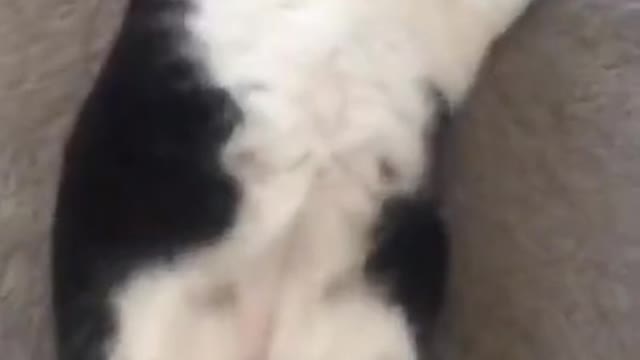 Thicker Than A Snicker Heavy As A Chevy TikTok Compilation