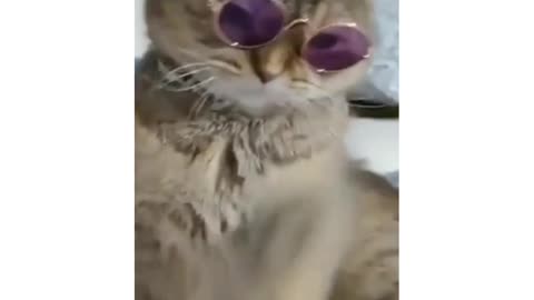 Funny video of cat wearing glasses