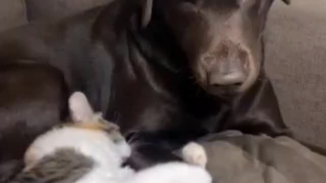 Cat & Dog Best Friend forever