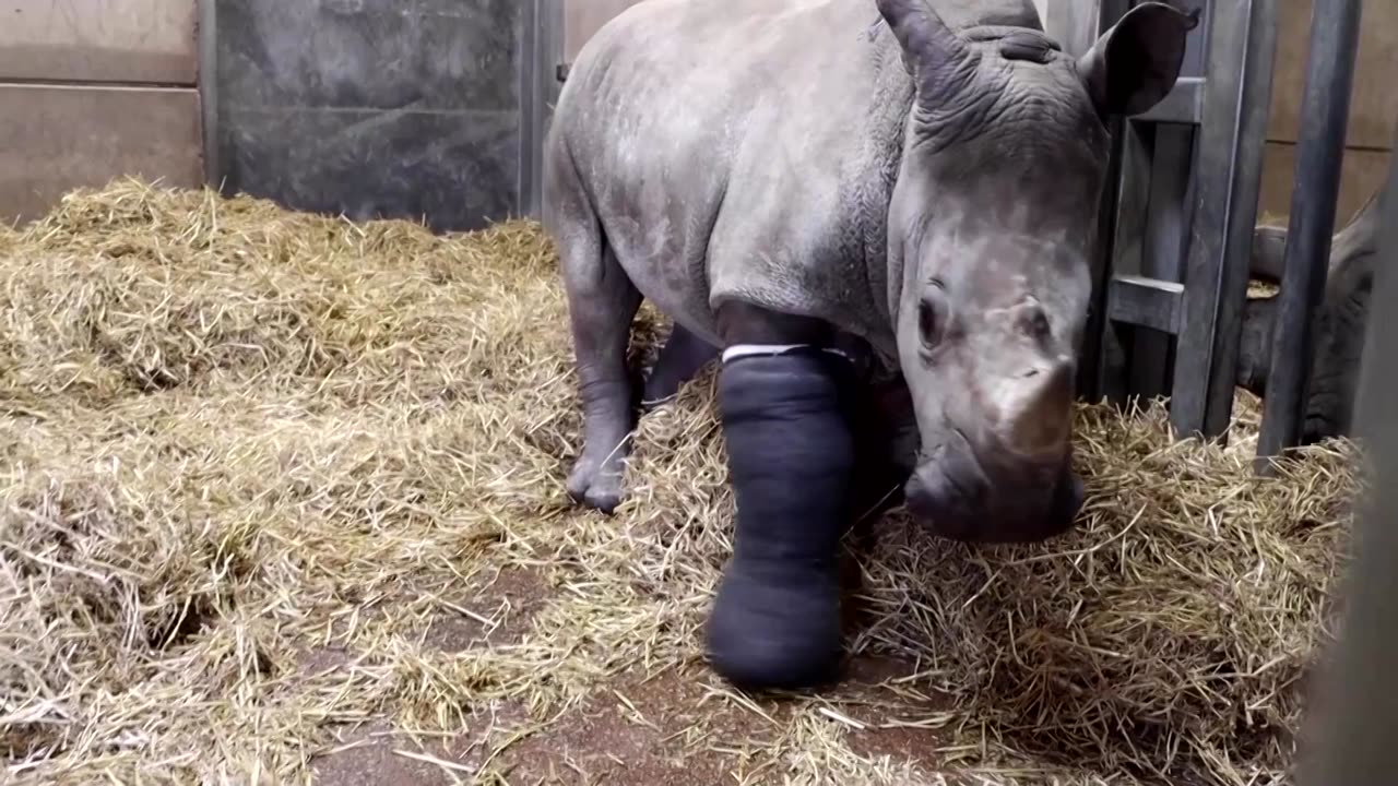 Rhino at British safari park gets rare surgery on broken leg