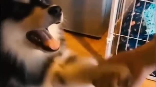 Puppy shaking its hand with its owner