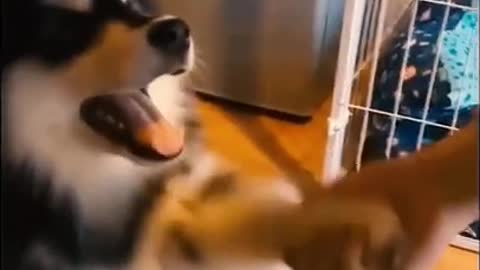 Puppy shaking its hand with its owner