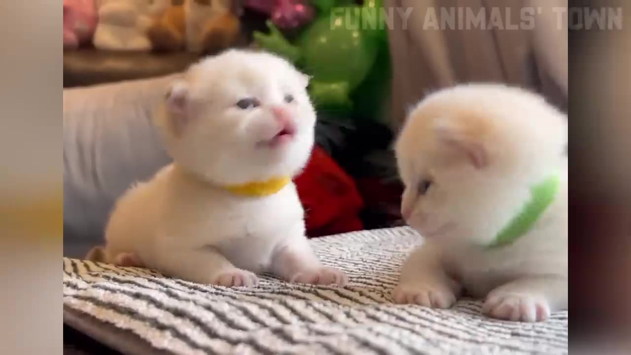 Funny cats