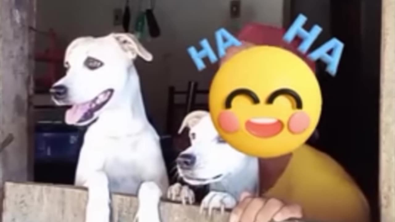 FUNNY 🤣 AND CUTE ANIMALS VIDEOS|| CUTEST CATS 🐈 AND DOGS 🐶