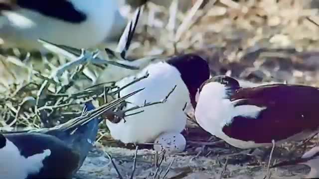 Bird egg & chick चराको बच्चा अण्डा