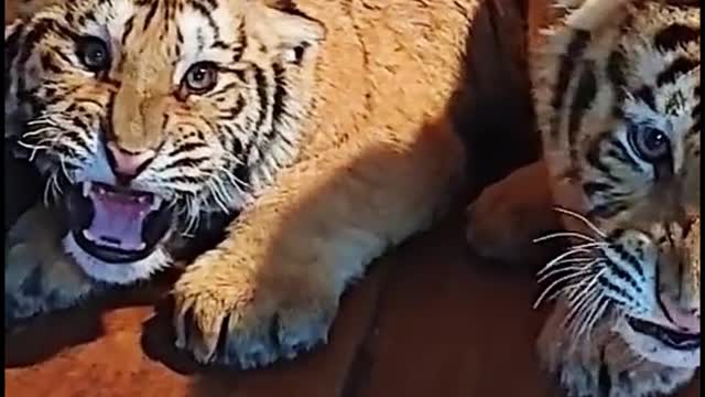 Are these two tigers acting like this to highlight their ferocity?