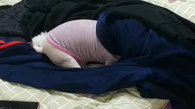 Timid puppy